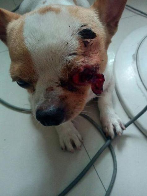 狗狗眼睛受伤能自愈吗,狗狗眼睛充血能自愈吗,狗打架被咬下一块皮自己能不能愈合请指点谢谢了？
