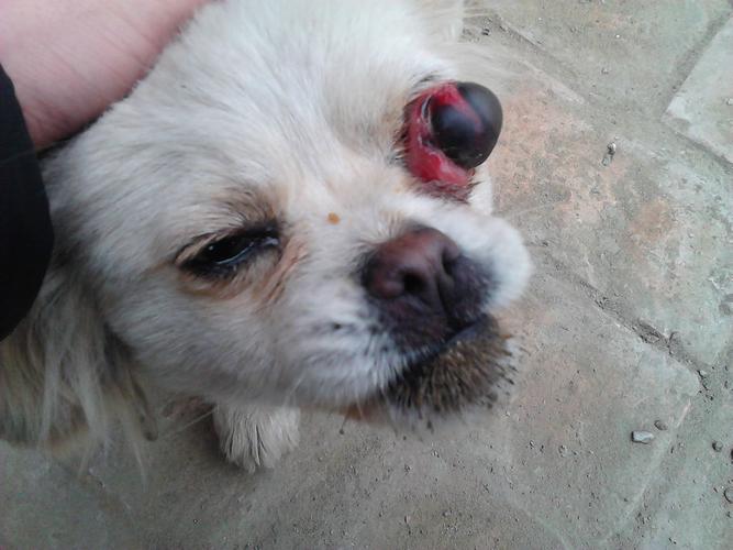 狗狗眼球摘除后的样子,狗狗眼球摘除后的样子图片,狗狗眼睛被手打到眼白红了眼泪汪汪的其他没什么状况怎么办？