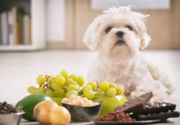 狗狗能不能吃葡萄皮,狗狗能不能吃葡萄皮儿,狗狗可以吃瓜子吗？