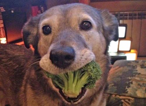 西兰花狗狗可以吃吗,狗狗可以长期吃的蔬菜,狗为什么喜欢吃西兰花？