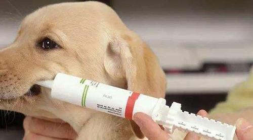 狗狗打喷嚏能打疫苗吗,狗狗打喷嚏能打疫苗吗多少钱,狗狗每打个喷嚏然后就连着喘大概15秒左右~这是什么情况~？