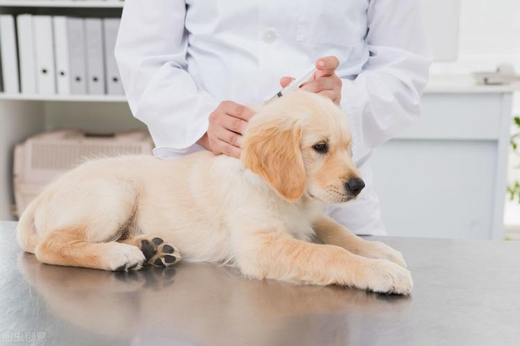 一般狗狗打几针疫苗,一般狗狗打几针疫苗卖给买家,狗狗如何打疫苗一共要打几次？