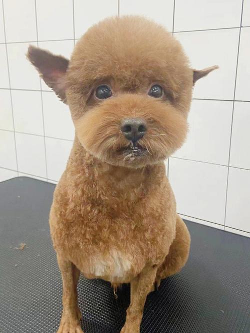 泰迪狗狗修毛造型图片,泰迪狗狗修毛造型图片大全,泰迪怎么修毛？