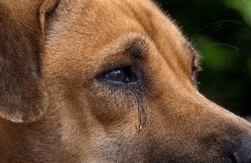 狗狗吸鼻子像喘不过气,狗狗老是抽泣式的吸鼻子,狗狗呼吸困难，喘不过气是什么原因？