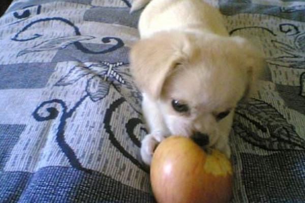 狗狗可以吃苹果皮吗,狗狗可以吃苹果皮吗?为什么,狗狗吃苹果有什么好处和坏处？