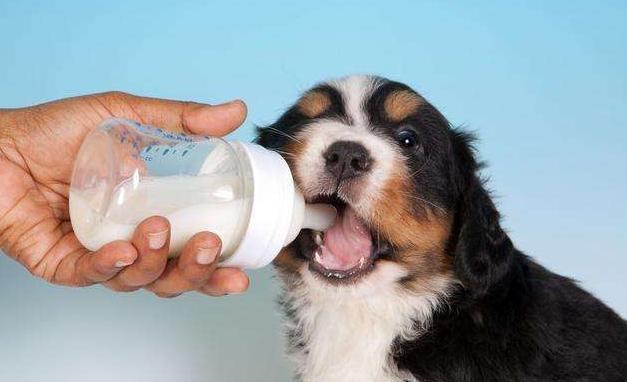狗狗肠胃不好可以喝酸奶吗,狗狗肠胃不好可以喝酸奶吗?,小狗可以喝酸奶吗？