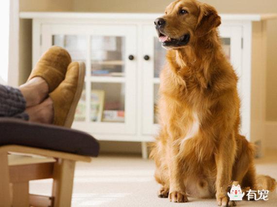 新到家的狗狗注意事项,新到家的狗狗注意事项有哪些,刚搬新家，怎么让狗狗适应？