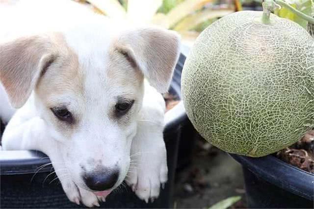狗狗可以吃哈密瓜么,狗狗可以吃哈密瓜么 泰迪,为什么狗喜欢吃哈密瓜？