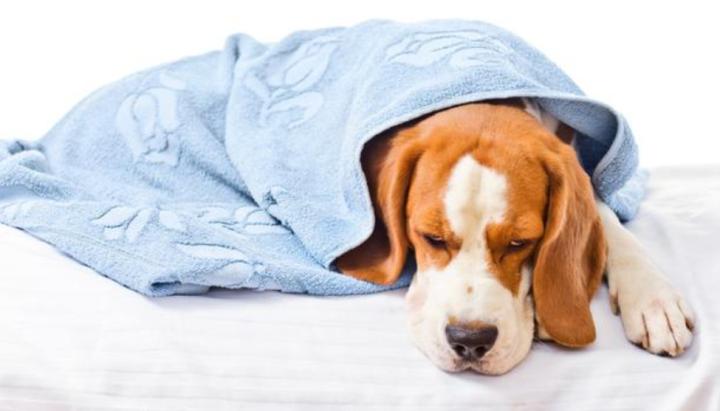 狗狗感冒了可以吹空调吗,狗狗感冒了可以吹空调吗冬天,狗狗感冒怎么办最有效，狗狗感冒能喝板蓝根吗？