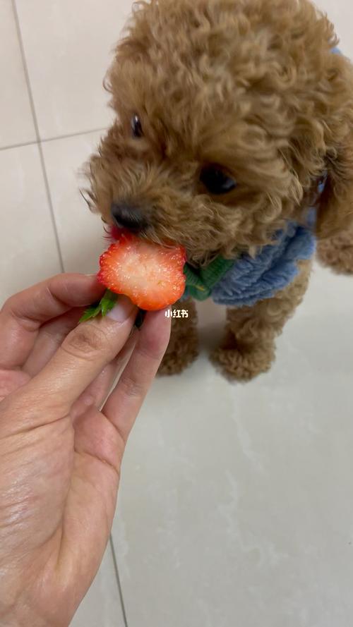 泰迪狗狗可以吃草莓吗,泰迪狗狗可以吃草莓吗?,泰迪多大可以吃水果？