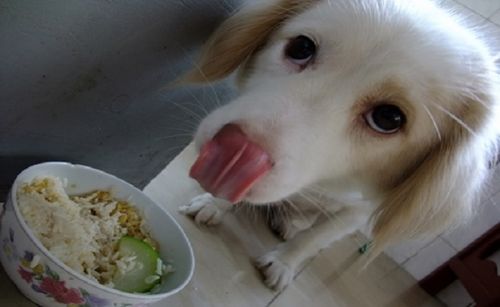 狗狗可以吃大米粥吗,狗狗可以吃大米粥吗,狗狗可以吃稀饭吗？