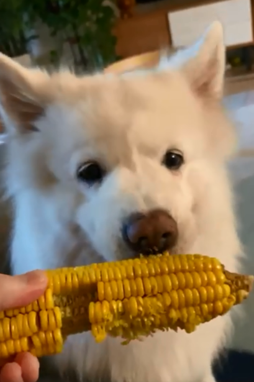 小狗狗可以吃玉米吗,小狗狗可以吃玉米吗熟的,小狗能啃玉米棒子吗？