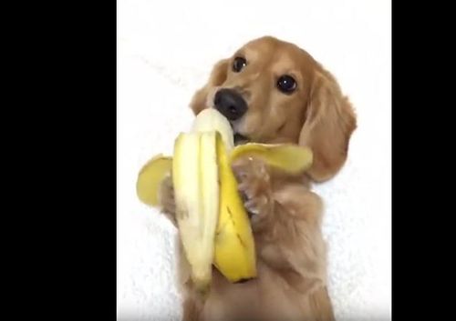 狗狗可以吃香蕉皮吗,狗狗可以吃香蕉皮吗为什么,六个月狗狗可以吃香蕉吗？