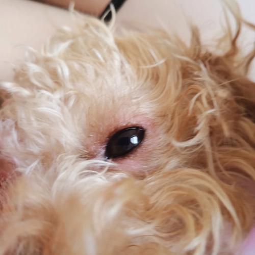 狗狗眼睛发炎的症状图,狗狗眼睛发炎的症状图录霉素,第二天狗狗眼睛就开始发炎了？
