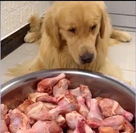 狗狗可以吃鸡腿肉吗,狗狗可以吃鸡腿肉吗?,6个月的狗能吃鸡腿吗？