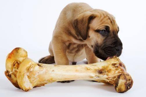 狗狗胃在哪个位置图解,调理狗狗肠胃的四种解决办法,怎么判断鸡骨头是否扎到狗狗肠胃了？