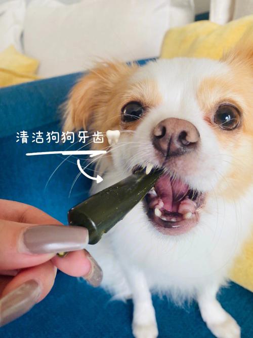 狗狗洗牙的好处与坏处,狗狗去除牙结石小妙招,金毛犬吃骨头的好处和坏处？