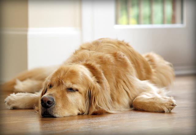 狗狗睡不踏实老换位置,狗狗睡不踏实老换位置呼吸急促,狗狗没睡着但是一抖一抖的怎么回事？