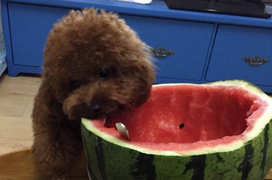 泰迪狗狗可以吃西瓜吗,宠物泰迪狗狗可以吃西瓜吗,5个月大的泰迪可以吃西瓜吗？