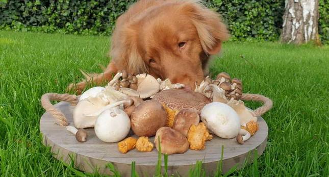 狗狗可以吃金针菇吗,狗狗可以吃金针菇吗熟的,狗狗能不能吃蘑菇？