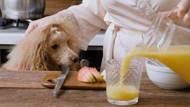 狗狗可以吃沙拉酱吗,狗狗十大禁忌食物,狗狗能不能吃榨完果汁的果渣？