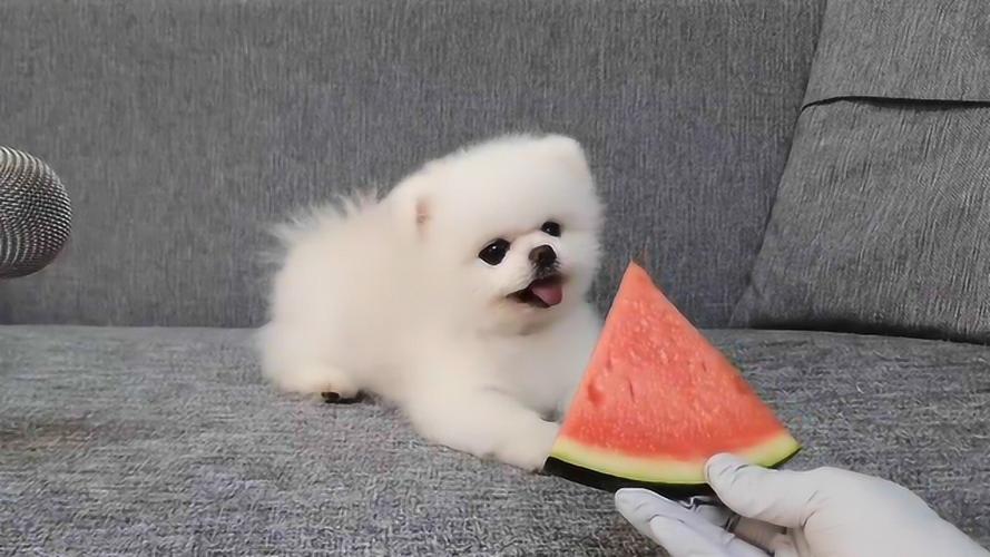 狗狗可以喝西瓜汁吗,狗狗十大禁忌水果,“今天天气真热啊……”怎么扩句？