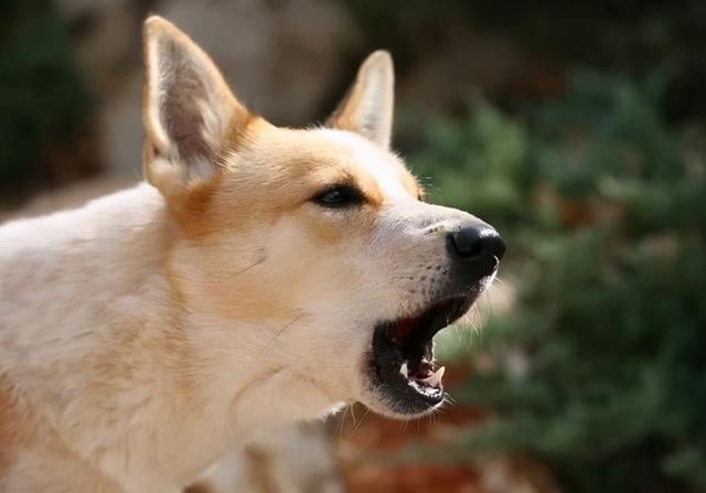 狗狗吠叫的5个原因,解决狗叫最简单的办法,狗总叫个不停怎么回事？