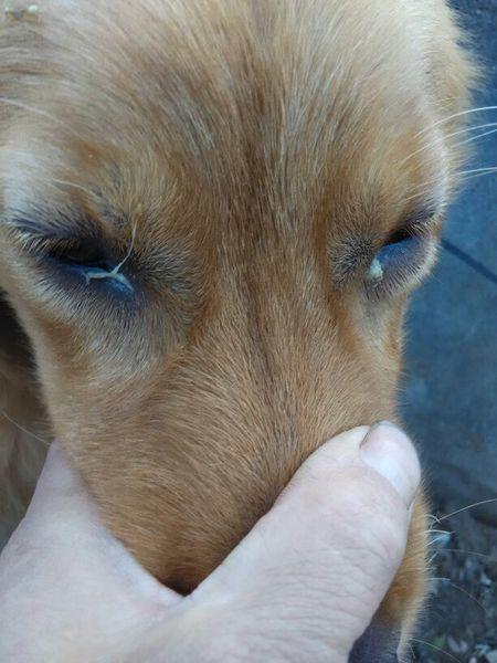 狗狗眼有黄脓状眼屎,狗狗眼有黄脓状眼屎用什么药,狗狗有很多的黄色眼屎，还有很多眼泪是怎么了？