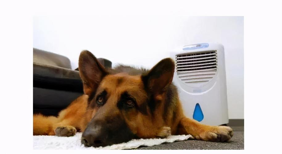 夏天狗狗可以吹空调吗,夏天养狗需要开空调吗,泰迪夏天要给它吹空调吗？