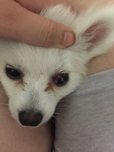 狗狗红眼病的症状图片,狗狗红眼病的症状图片大全,狗狗得了结膜炎会瞎吗？