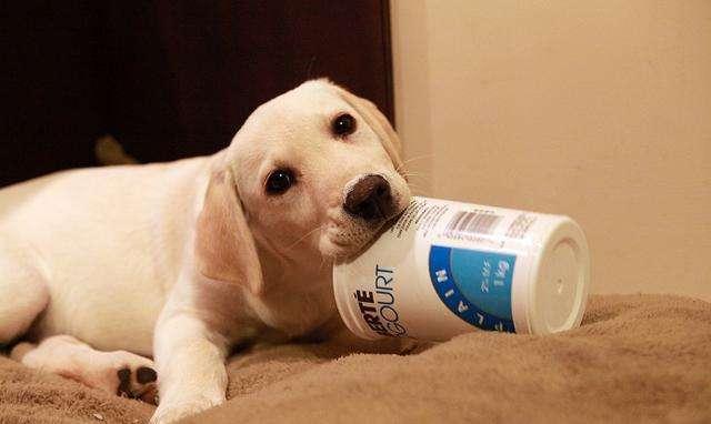 狗狗能喝过期的酸奶吗,狗狗能喝过期的酸奶吗?,狗狗能喝过期的酸奶吗
