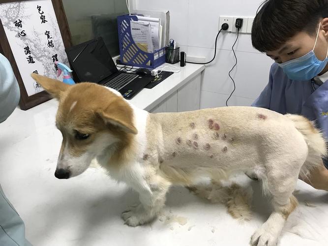 狗狗真菌性皮肤病图片,狗狗皮肤病图片对照大全,狗狗有真菌性皮肤病周围环境用什么消毒？