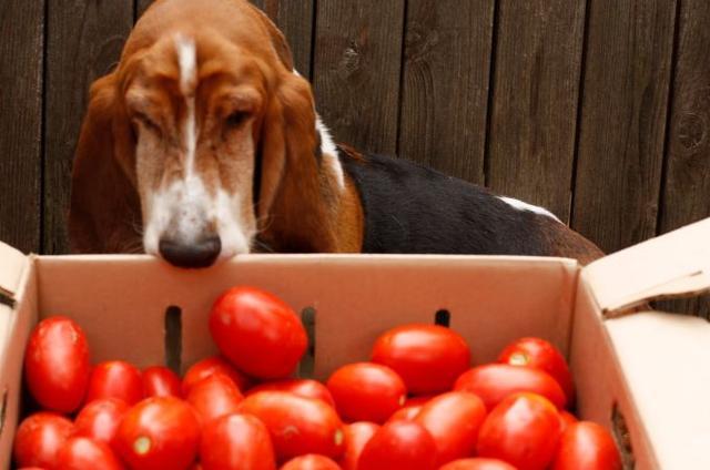 狗狗能不能吃小番茄,狗狗能不能吃圣女番茄,狗能吃西红柿吗狗狗爱吃酸甜的西红柿？