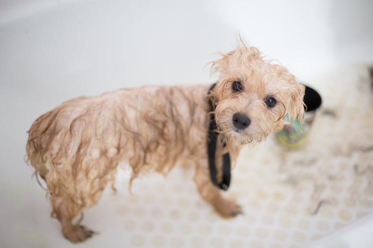 狗狗身上有股腥臭味,狗狗身上有股腥臭味怎么办,为什么我家小狗腥臭味那么重刚洗过澡也这样？