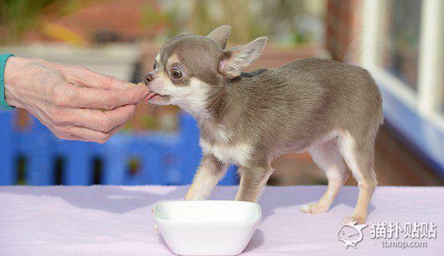 世界上最小的狗狗图片,世界上最小的狗狗图片大全,世界上最小的宠物？