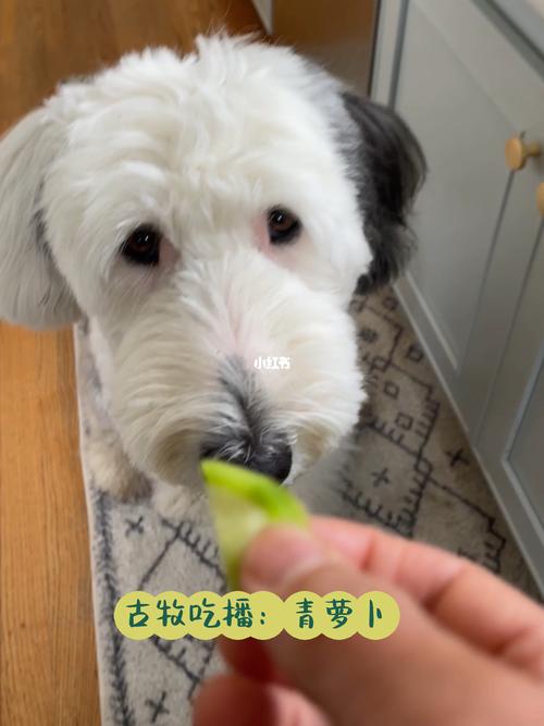 狗狗能不能吃青萝卜,狗狗能不能吃青萝卜和白萝卜,泰迪犬能吃萝卜吗？