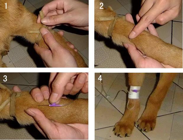 狗狗静脉注射部位图解,狗狗静脉注射部位图解视频,狗如何进行静脉注射？