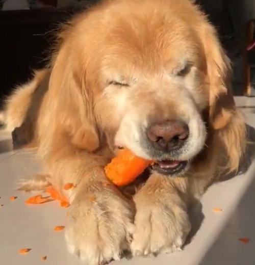 狗狗能吃生的胡萝卜吗,狗狗能吃生的胡萝卜吗?,狗子可以吃胡萝卜吗？
