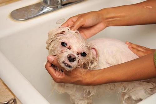 狗狗生产后几天可以洗澡,狗狗生产后几天可以洗澡洗头,狗狗生产后，多久可以洗澡呢？