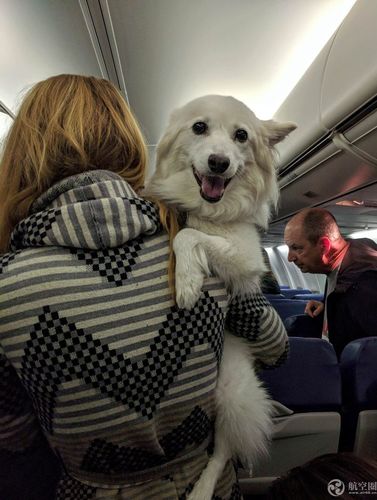 坐飞机能带狗狗吗,坐飞机能带狗狗吗国内,狗狗坐飞机会有危险吗？