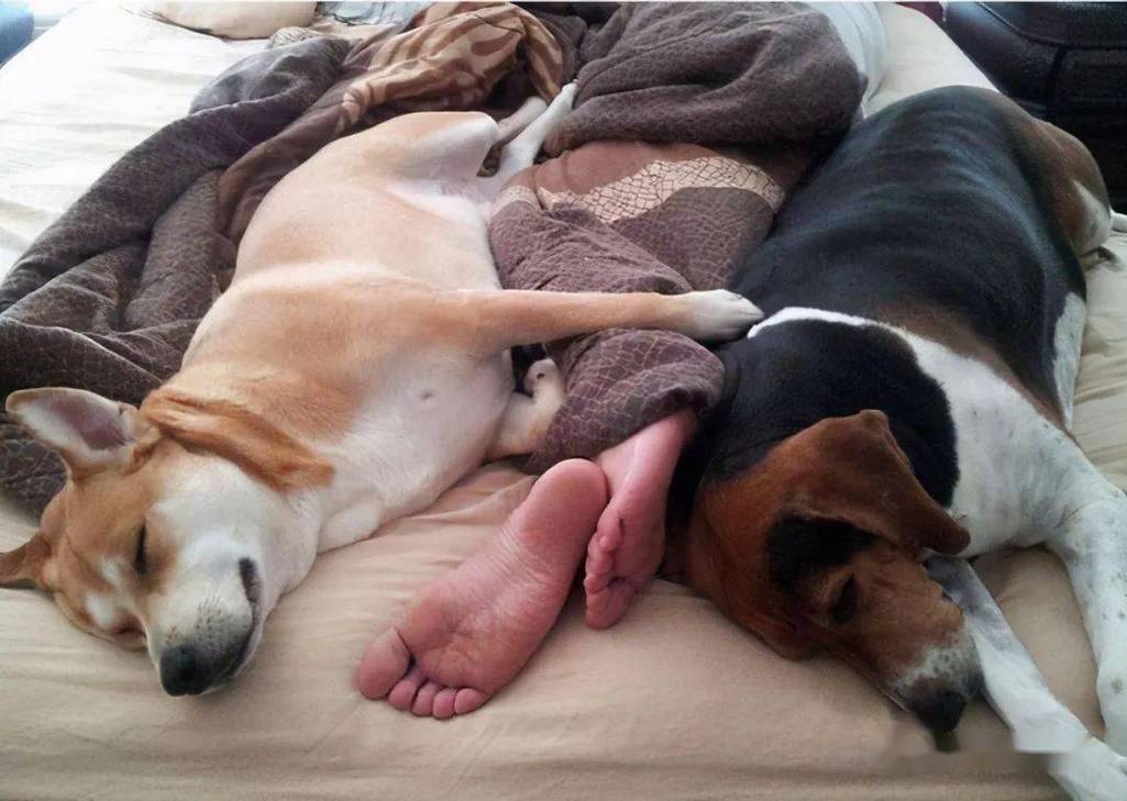 狗狗喜欢跟主人一起睡,狗狗喜欢跟主人一起睡吗,狗狗为什么喜欢睡在主人旁边过一会又回狗窝睡？