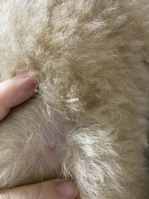 狗狗皮肤病结痂是哪种,狗狗皮肤长了像结痂一样的小疙瘩,狗狗今天身上发现一个这样的口子上面有个像结疤一样的东西。撕开就是这样一个口子，是真菌还是螨虫了？