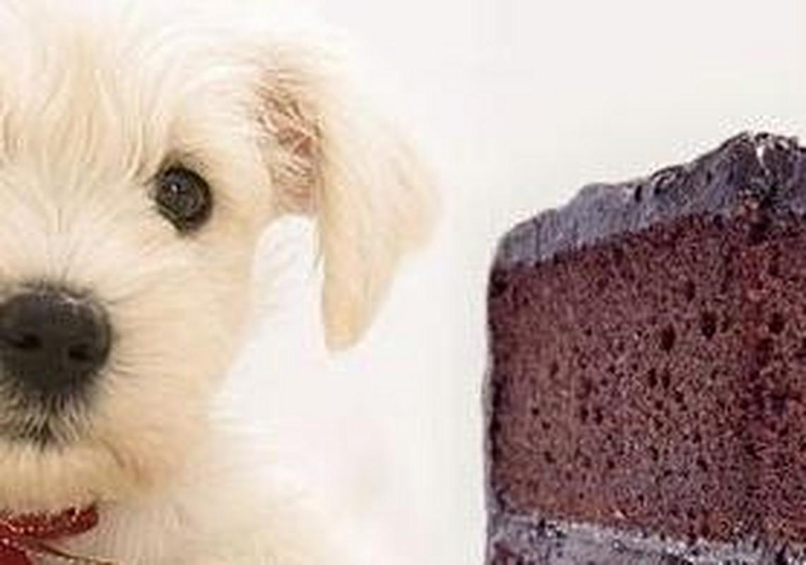狗狗吃了一点可可粉,狗狗吃了一点可可粉有事吗,狗可以吃可可粉么？