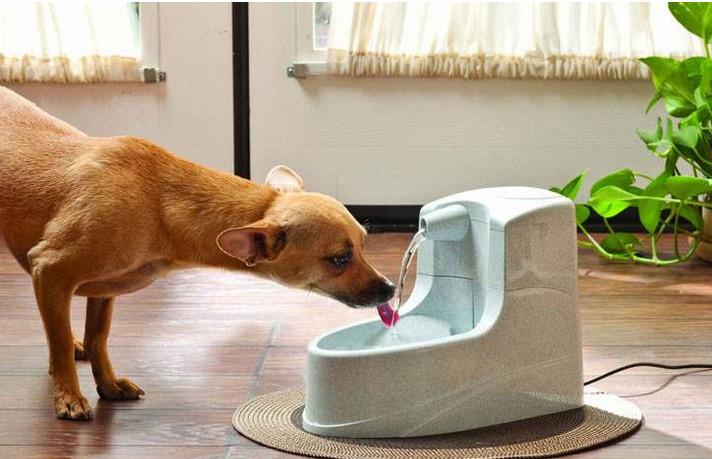 狗狗能不能喝自来水,狗狗能不能喝自来水宠物狗,狗狗应该喝白开水还是自来水？