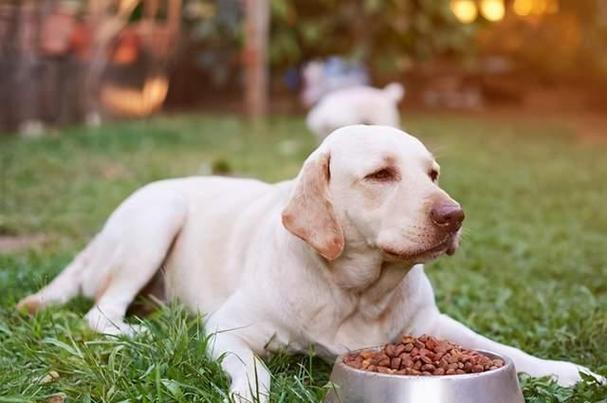 狗狗能不能吃花生米,狗狗能不能吃花生米吗,狗狗能吃毛豆和花生吗？