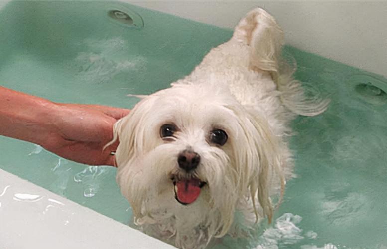 狗狗大姨妈来了可以洗澡吗,狗狗大姨妈来了可以洗澡吗,狗在来例假时能洗澡吗狗来例假时洗澡注意什麽？