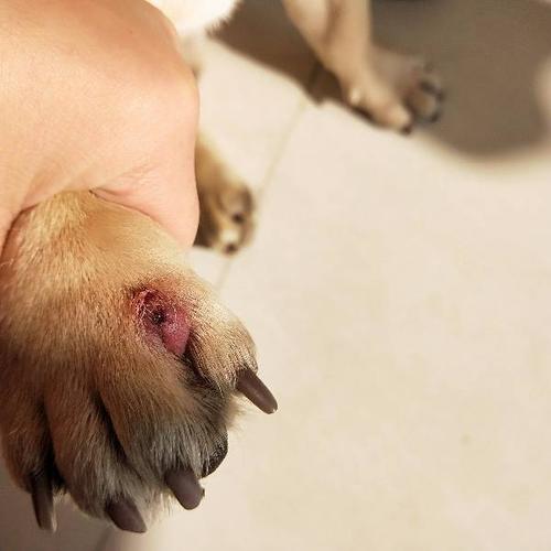 狗狗的趾间炎怎样治疗,狗狗的趾间炎怎样治疗最好,狗狗脚趾中间长了脚趾炎也叫趾间炎吧。红肿后现在已经破了一个口子不知道该上什么药？