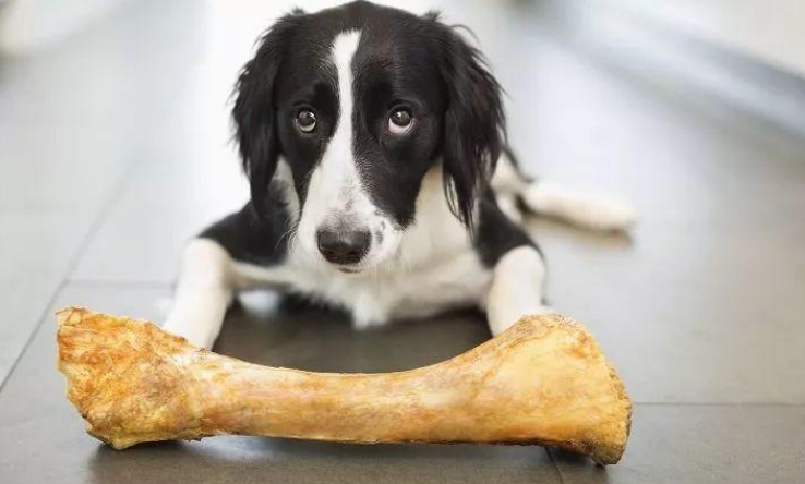 狗狗怀孕可以吃鸡骨头吗,狗狗怀孕可以吃鸡骨头吗有影响吗,据说怀孕的狗狗吃鸡骨头会滑胎是真的吗？