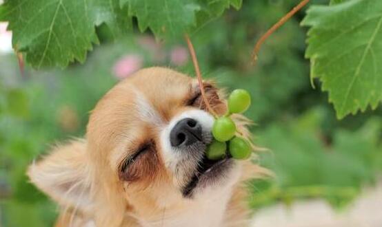 小狗狗能不能吃葡萄,小狗狗能不能吃葡萄干,为何狗不能吃葡萄？