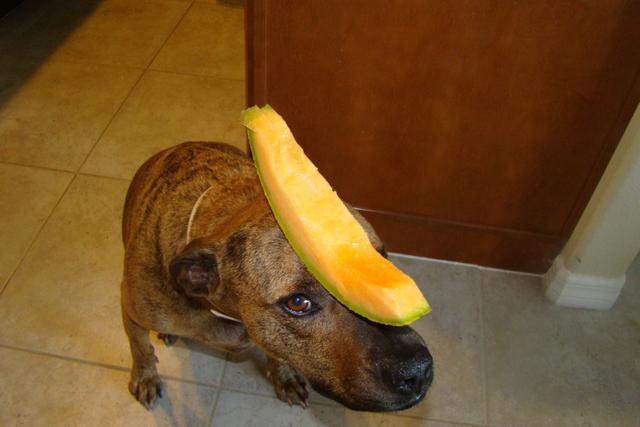狗狗能不能吃哈密瓜,狗狗能不能吃哈密瓜皮,为什么狗喜欢吃哈密瓜？